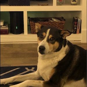 Meet your Posher, Dean